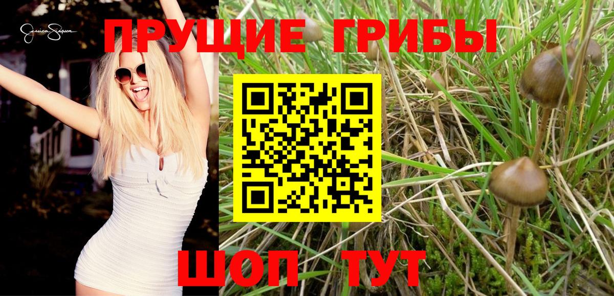 Феодосия  цены   Вход с VPN  Галлюциногенные грибы Cubensis 